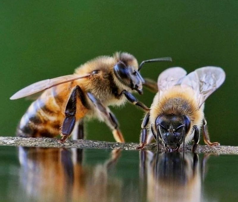 Albinele pot rezolva probleme de matematică