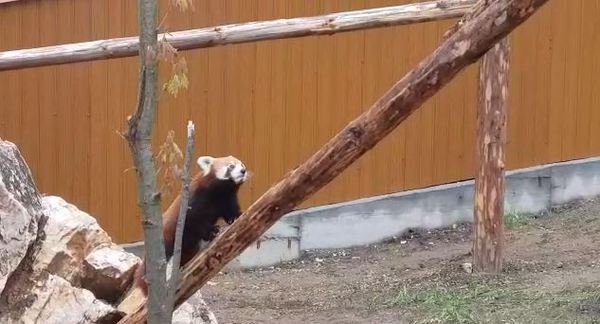 Un Panda roşu, noua atracţie de la Zoo Braşov